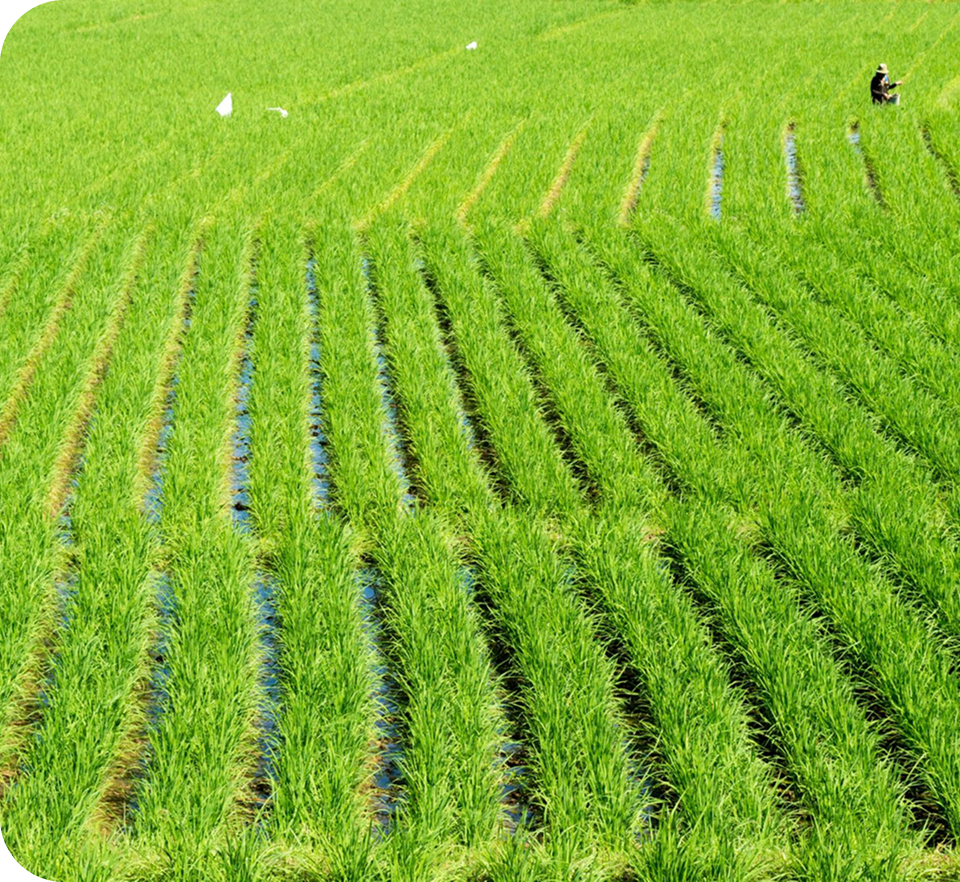 田んぼの写真