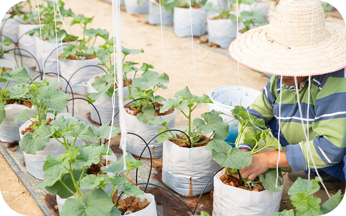 苗を栽培している写真