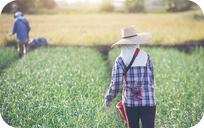 野菜を栽培している写真
